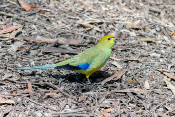 Blue-winged Parrot - Neophema chrysostoma - Australian native parrot on ground