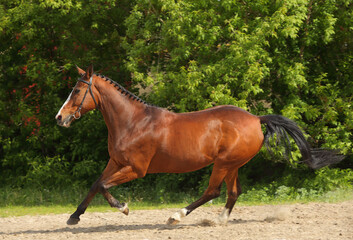 Beautiful bay horse running on the summer field
