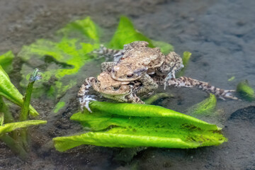 Two Common toad Bufo bufo, in the water c