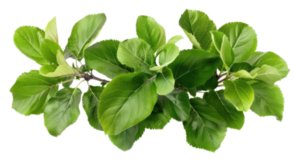 Branch of Life: A close-up capture of a verdant branch adorned with lush, vibrant green leaves, showcasing nature's intricate beauty and freshness. 
