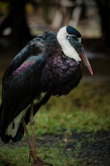 Asian woolly-necked stork © Riadi