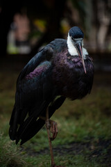 Asian woolly-necked stork