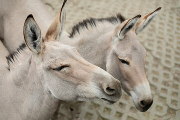Two donkeys in a zoo, close-up of the head. Animals in parks and zoos, breeding animals on ranches and farms
