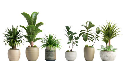 Obraz premium Variety of Potted Plants: A collection of various potted plants showcasing a diverse range of textures and forms, perfect for adding life and natural beauty to any space.
