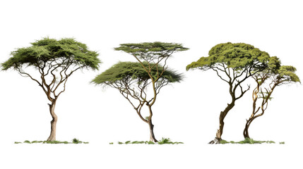 Savanna Trees in Formation: A trio of acacia trees, with their distinctive umbrella-shaped canopies, stand gracefully against a clear sky, a symbol of resilience and life in the African savanna.