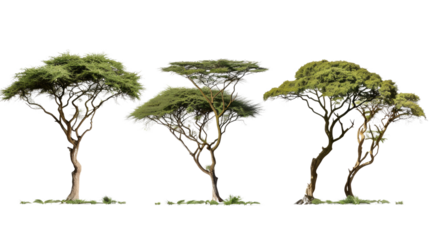 Savanna Trees in Formation: A trio of acacia trees, with their distinctive umbrella-shaped canopies, stand gracefully against a clear sky, a symbol of resilience and life in the African savanna.