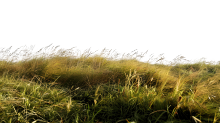 Golden Whispers: A wide field of tall grasses, gently swaying in the wind, dances with sunlight. The scene conveys serenity and natural beauty.