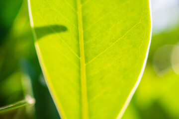 Natural plant green leaf in garden with bokeh background