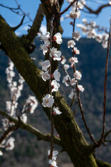 Branches d'abricotiers en fleurs