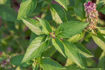 Closeup Thai basil, anise basil or licorice basil (Ocimum basilicum) purple stem with flowers
