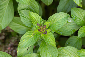 Closeup Thai basil, anise basil or licorice basil (Ocimum basilicum) purple stem 