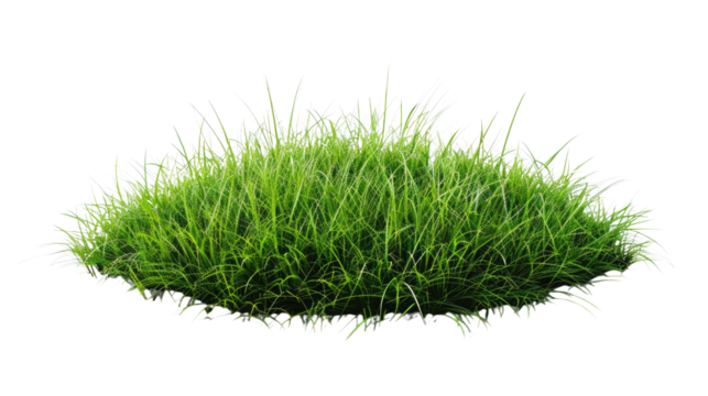 Fresh Green: A detailed shot of vibrant green grass. Its lushness is captured against the light