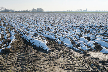 A plowed agricultural field covered with snow in winter under a clear sky in Friesland The...
