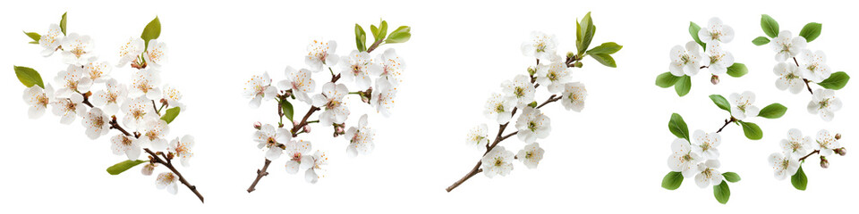 Obraz premium Blooming plum tree flowers isolated on white background