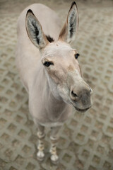 Portrait of a Somali donkey in a zoo, close-up.
