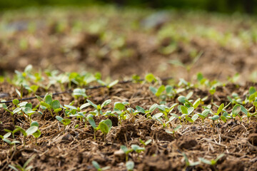 Spring vegetable seeds germinate