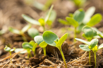 Spring vegetable seeds germinate