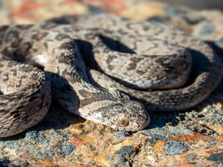 Speckled Snake on Textured Rock