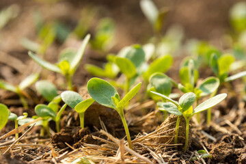 Spring vegetable seeds germinate