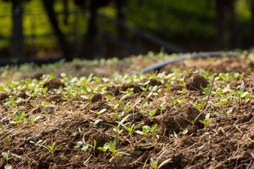Spring vegetable seeds germinate