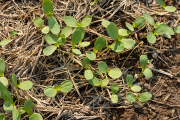 Spring vegetable seeds germinate