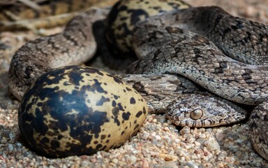Obraz premium Snake Camouflaged Among Speckled Eggs