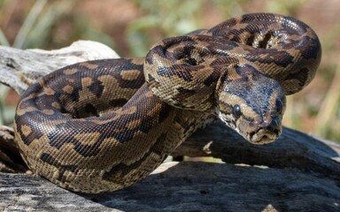 Obraz premium Close-up of a brown python coiled on a log.