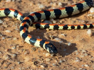 Obraz premium Colorful Banded Snake on Rocky Terrain
