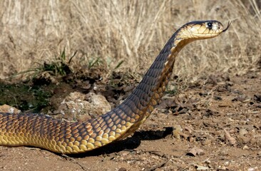 Obraz premium A snake with a raised head and forked tongue in dry terrain.