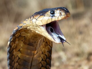 Cobra with Expanded Hood in Natural Habitat