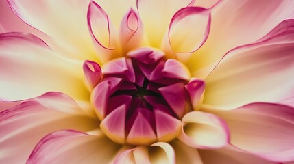 Fototapeta premium Intricate pink and yellow dahlia bloom center with spiraling fuchsia petals and creamy white gradients, minimalist pastel backdrop highlighting floral complexity. Artistic macro composition ideal for 