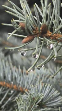 Raindrops on a pine tree. Blue spruce. Spruce branches in the rain. Coniferous tree. Branches with needles.