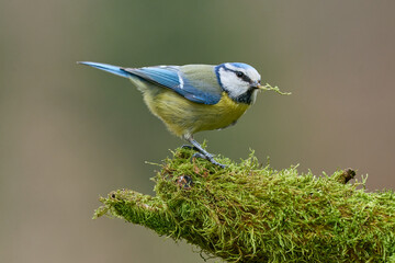 Blaumeise auf Moos