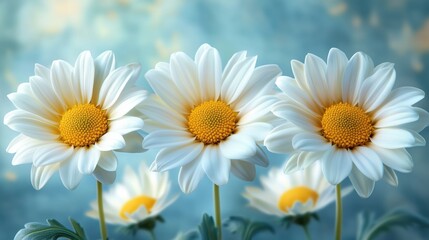 White daisies in bloom brighten up a sunny garden with vibrant colors during springtime