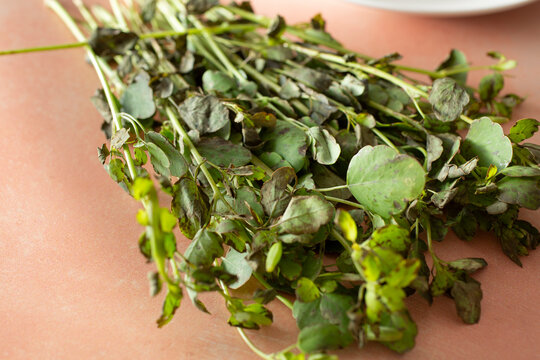 A closeup view of a bundle of papalo herb on a plate.