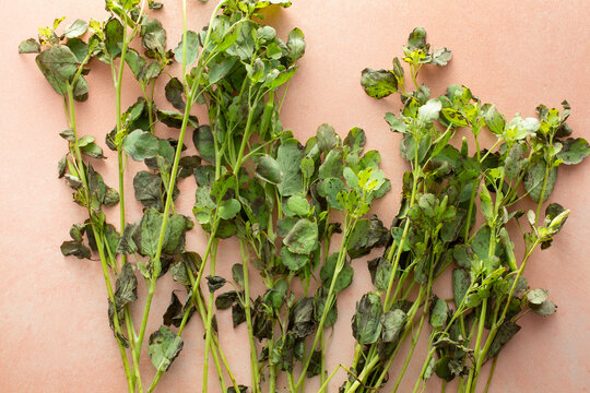 A top down view of papalo stems, as a background.