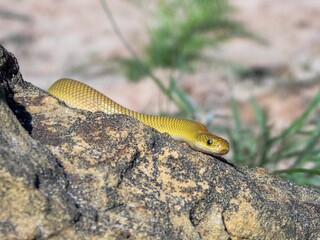 Yellow snake on rock in natural habitat.