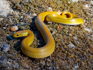 Vibrant Yellow Snake on Mossy Floor