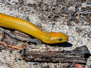 Obraz premium Yellow Snake on Sandy Ground