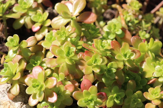 floraison printani&egrave;re aux couleurs rose et vert p&acirc;les