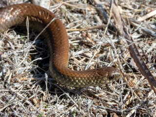 Fototapeta premium Close-up of a Brown Snake in Dry Grass