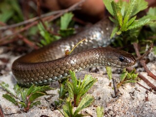 Brown snake in natural habitat close-up.