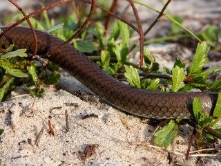 Brown snake slithering in natural habitat