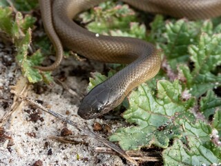 Brown snake in natural habitat