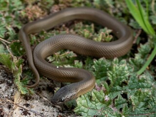 Obraz premium Snake slithering through foliage