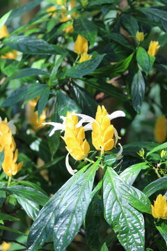 Yellow flower with white wings