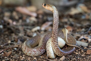 Fototapeta premium Snake with Raised Head on Forest Floor