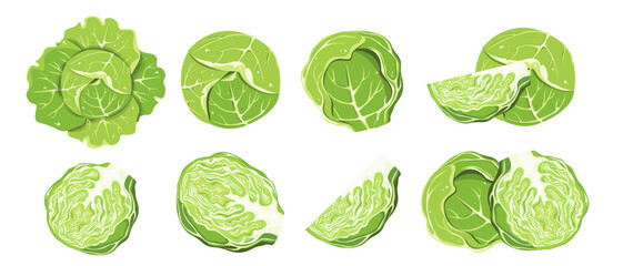 Cabbage set. Head of cabbage cut in half, fresh healthy green vegetable. Vector illustration.