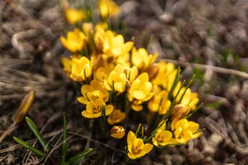  Yellow crocuses.