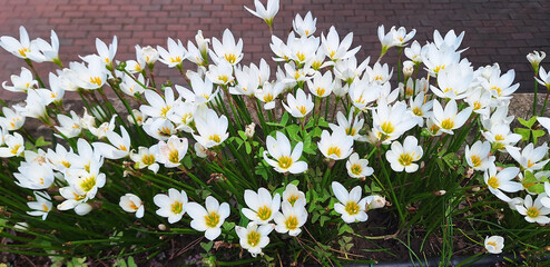 Panorama of zephyranthes or crocus bushes with white.